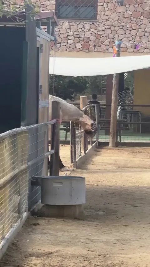 Horses are such majestic creatures