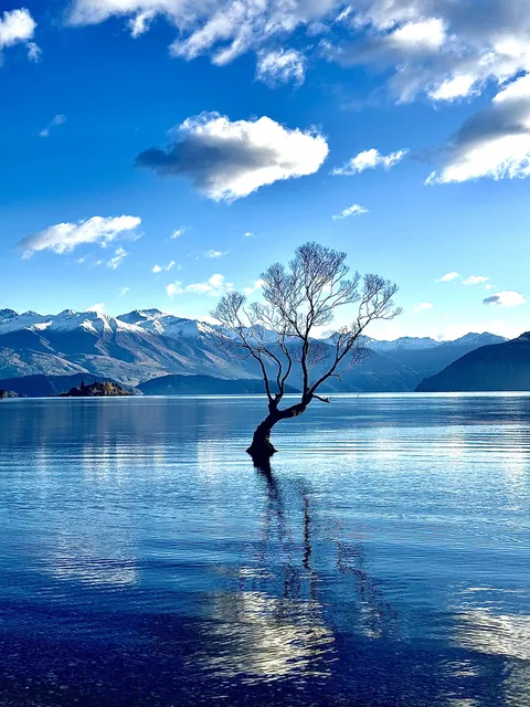 The lonely Wanaka Tree, Wanaka New Zealand