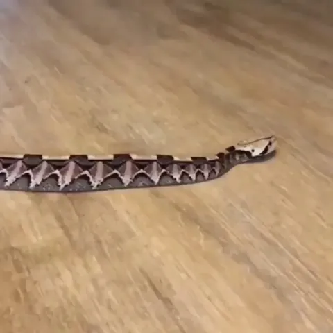 This is a Gaboon Viper. It is one of few snakes that moves straight instead of slithering. It is also known for having the world's longest fangs