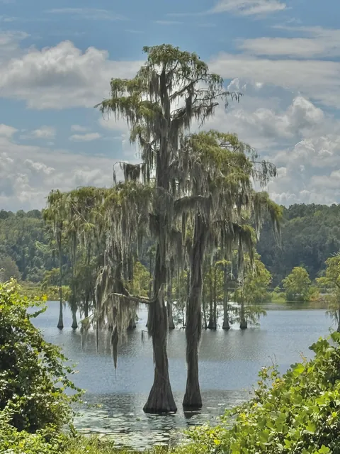 Cypress trees draped in Spanish moss on a lake in N. Florida (3024x4032)(OC)