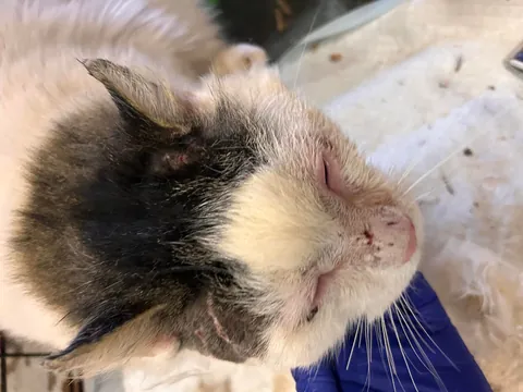 What a change 2 months can make- Foster Fail- read for a happy end 😻