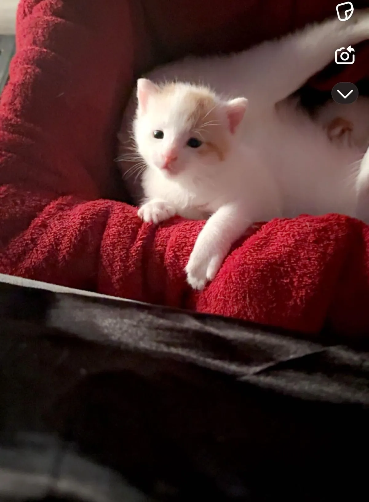 The two sweet angels I rescued showed their thanks by laying in a ❤️