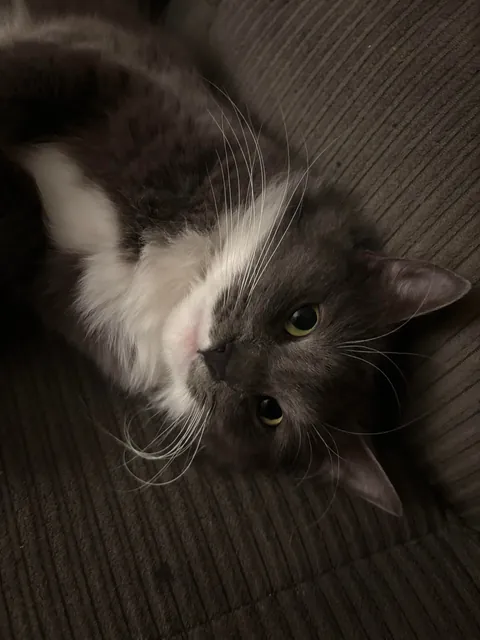 I was told greys aren’t pretty. She says otherwise.