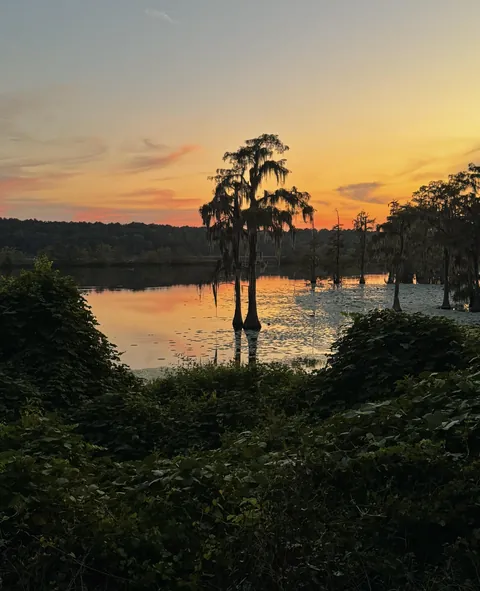 🔥Twilight in the swamp