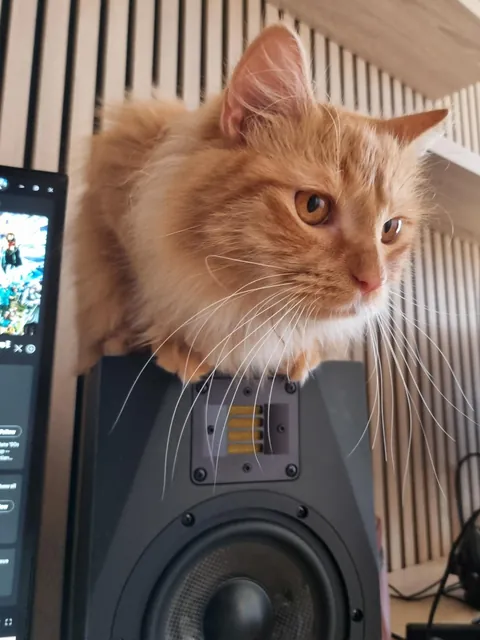 Senior audio engineer 🎛🐈