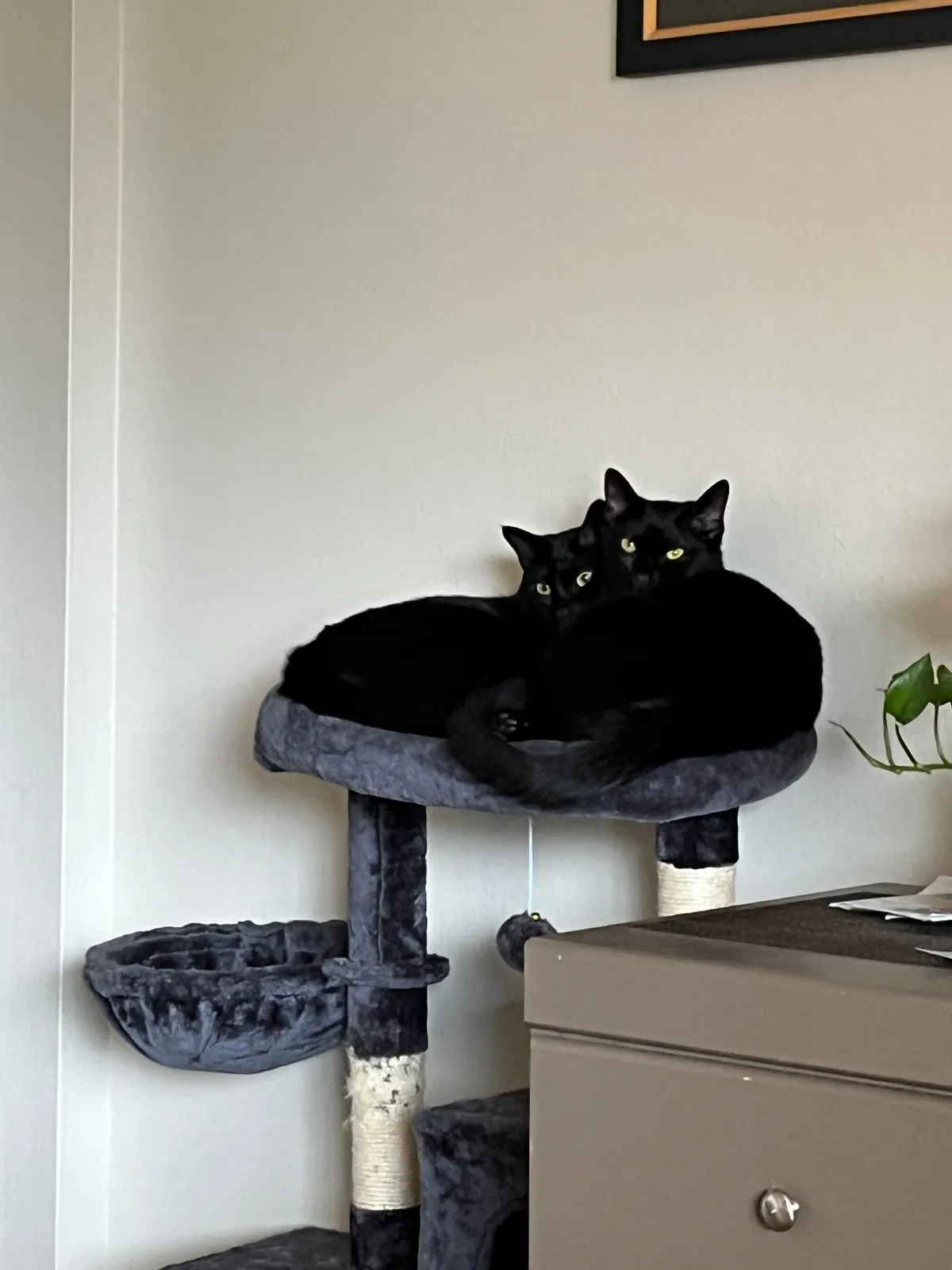 My void brothers after I bought a cat perch.