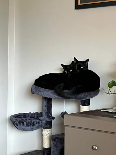 My void brothers after I bought a cat perch.