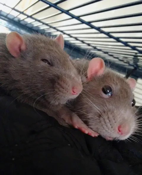 I was going through old photos of rats I've previously had. This is one of my absolute favourites.