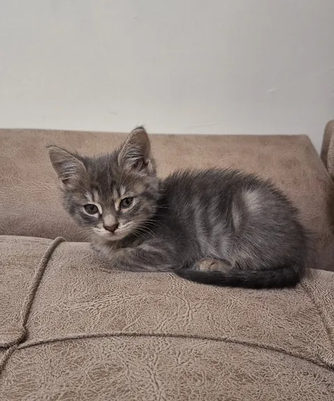 Just adopted this kitty