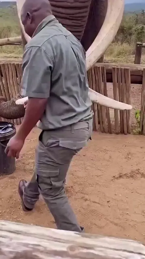 Elephant showing just how fast they can drink water(up to 3 litres a second)