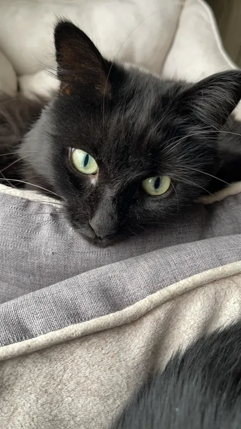 He appeared on Halloween—the night we got engaged. We didn’t choose him. He chose us.