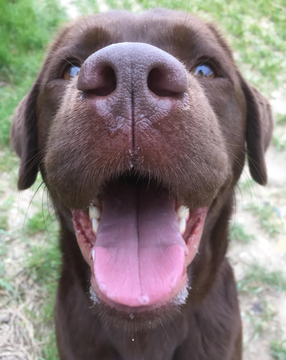 More noses of the dogs I walk