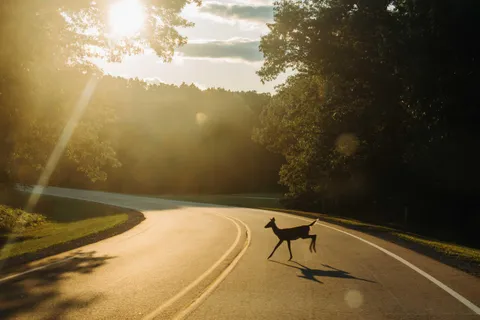 I took this really lucky shot of a deer during golden hour!