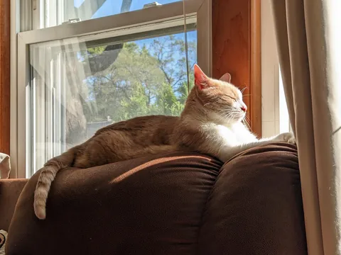 Sent my baby to be with his brother last night. 17 years wasn't enough.