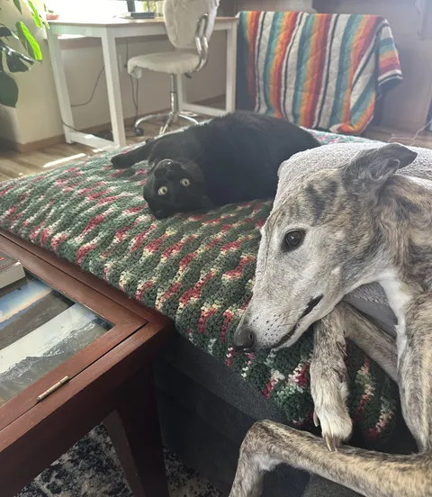 She doesn’t like the dog and must keep eyes on him at all times