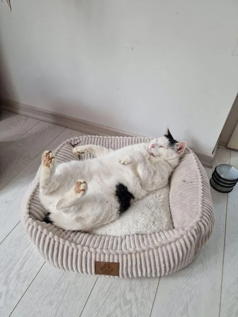 Coming home to this senior relaxing after stresfull Monday at work