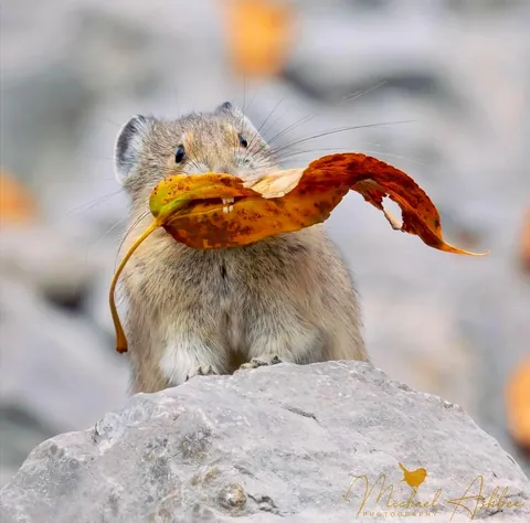 🔥 Leaf it to Me: A Tiny Pika Sinks Its Teeth Into Autumn 🍂