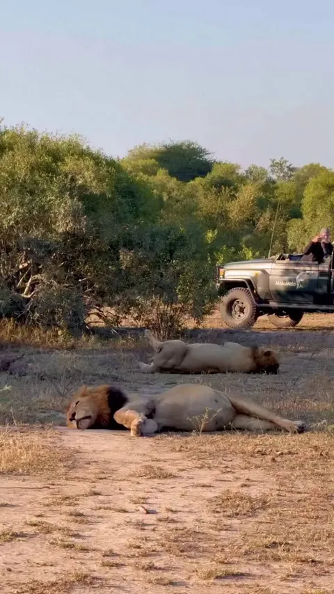 These two lions have bellies so full they can barely move, but that doesn’t stop them from doing their job and dominating