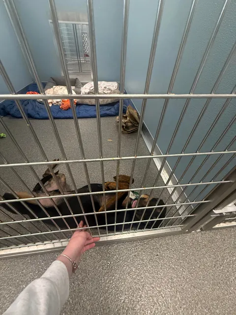 Major update: I went to visit Messiah today and a few hours later, he’s no longer on the website and officially adopted!!!!! 🎉🎉🎉