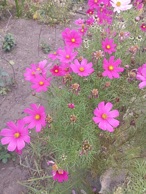 Cosmos in October