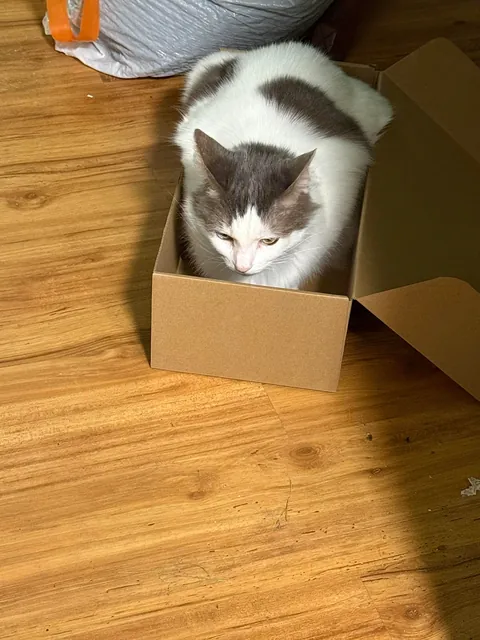 [OC] I got this baby girl from my brother during a period of deep depression. Her name is Cinnamon and she has saved my life. Pulling me up out of depression and back to my normal healthy happy self again.