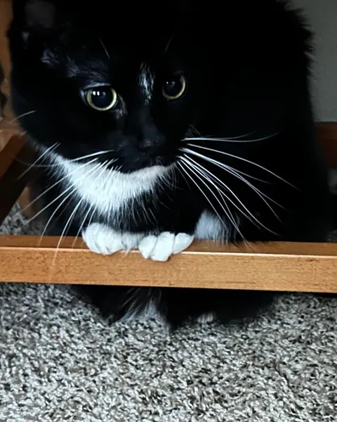 I never wanted to have to make this post. For my baby, Turkleton