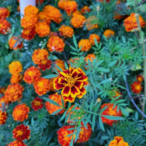 My son grew these gorgeous Marigolds