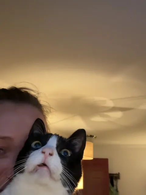 When your cat is still high as a kite and discovers Pokémon