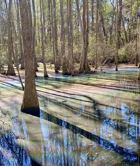 ITAP of a rainbow swamp