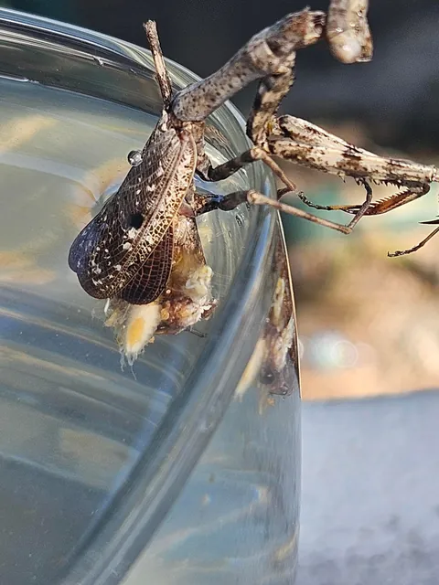 3rd update to parasite filled mantis!