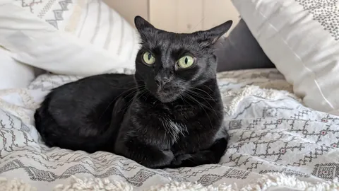 She was mad I ended our two hour cuddle session 😾