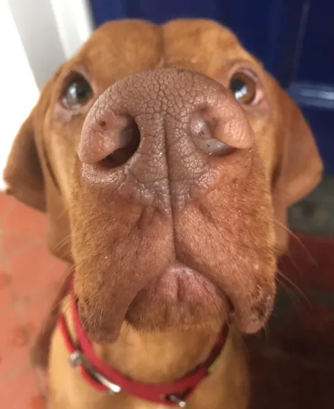 More noses of the dogs I walk