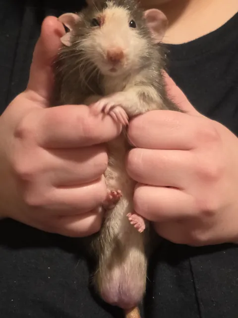 The Boss will see you now.