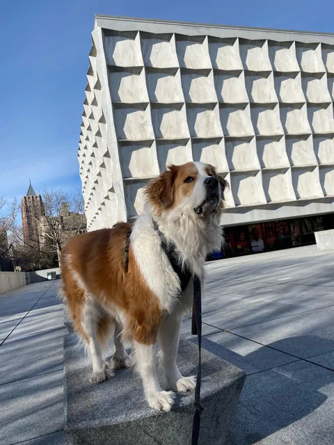 Lily Lotte the Orange Dreamsicle