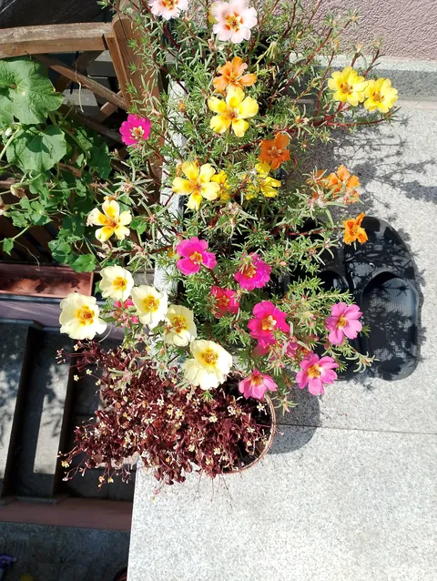 Summer flowers