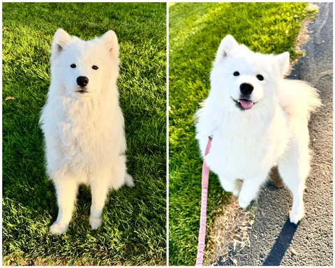 The portrait of her that I wanted vs what I got