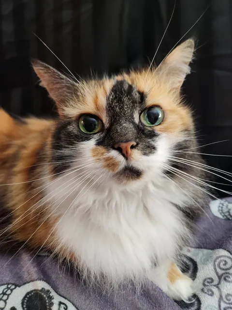 This is Alice, part ragdoll, and sickeningly adorable