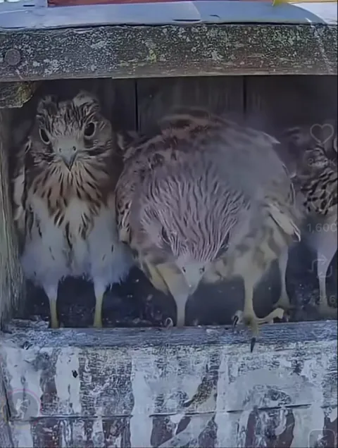 🔥 Young Kestrels see a Butterfly for the first time