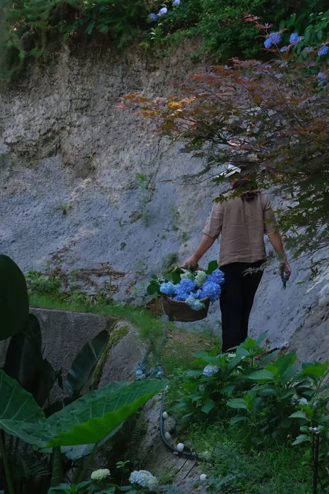My Mother's Hydrangeas in the Chinese Countryside