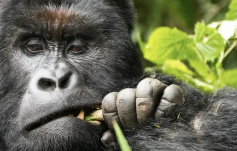 How to herbivores generate so much muscle mass without the protein intake of a Carnivore?