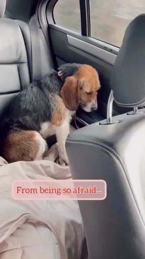 adopted dog go from being scared to comfortable in his forever home