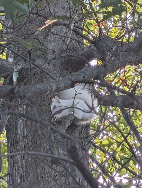 We have a white squirrel living in our backyard