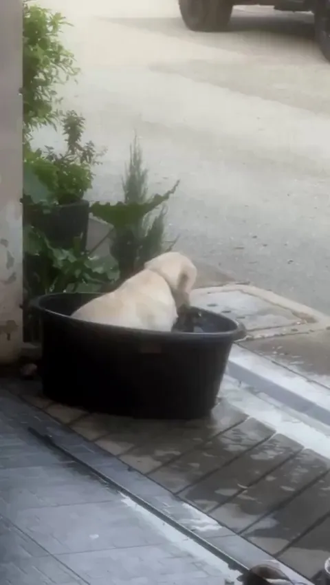 He found  happiness playing with water