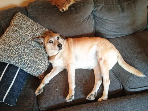 My Meggie is the best dog!! I adopted her at the age of eight.