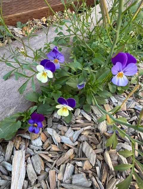 Anyone know what these are?