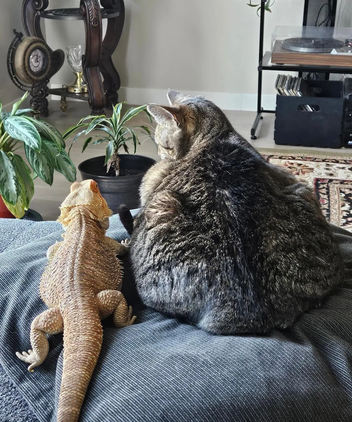My brother’s dragon and cat have become unlikely best friends.