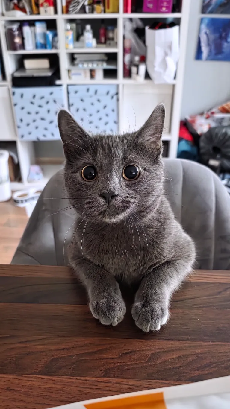 Ash thinks she's a human - waiting to be fed