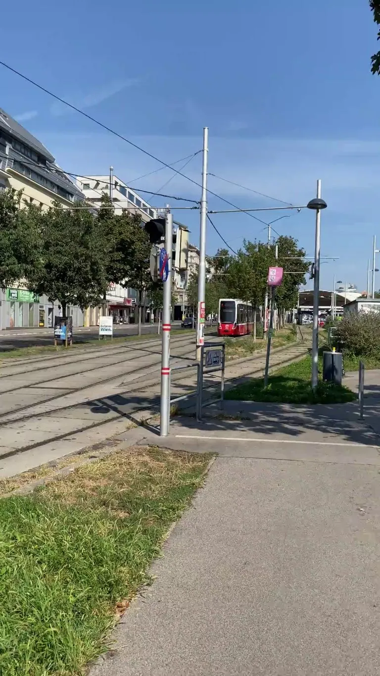 found them growing in the city, fruiting better than mine, might dig them up just for being a mystery tomato 