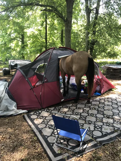 A Horse Went Into My Tent