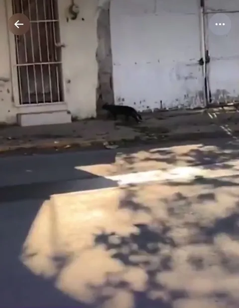 Feline Change of Guard - his human didn’t notice for years